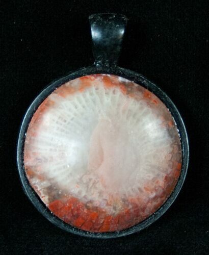 Fossil Red Horn Coral Pendant - Utah #14879